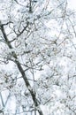 White fading cherry blossoms on tree against a white sky.