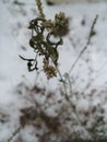 White fading flower with green leaves