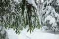 White Fairy Tale - Winter Forest and Branch Spruce