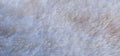 White fake fur texture background, macro.