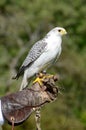 White falcon on gauntlet