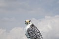 White falcon or gyrfalcon bird of prey before the blue sky