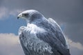 White falcon or gyrfalcon bird of prey before the stormy sky