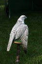 White Falcon on perch with wings open Royalty Free Stock Photo