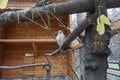 White falcon sitting on a branch