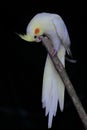 A white falk bird is perched on a tree branch.