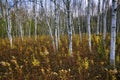 White fall birch trees with autumn leave colour. Royalty Free Stock Photo