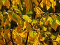 White fall birch trees with autumn leaves in background Royalty Free Stock Photo