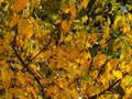 White fall birch trees with autumn leaves in background Royalty Free Stock Photo