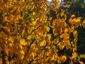 White fall birch trees with autumn leaves in background Royalty Free Stock Photo