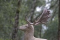White fallow deer Royalty Free Stock Photo