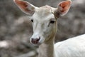 White fallow deer Royalty Free Stock Photo