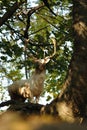 White fallow deer in forrest