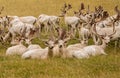 White Fallow Deer Royalty Free Stock Photo