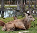 White fallow deer in safari park