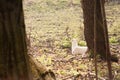 White fallow-deer Royalty Free Stock Photo