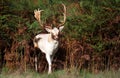 White fallow deer stag standing in ferns in autumn Royalty Free Stock Photo