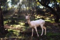 White fallow deer standing in a forest with sunlight piercing through the trees Royalty Free Stock Photo