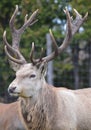 White fallow deer Royalty Free Stock Photo
