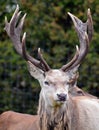 White fallow deer Royalty Free Stock Photo