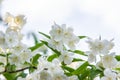 White False Jasmine Flowers close-up. Blooming sprig of mock orange. Philadelphus. Nature background