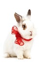 White fancy rabbit with a bow over white