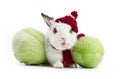 White fancy rabbit with cabbage