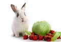 White fancy rabbit with cabbage and gift boxes