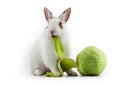 White fancy rabbit eating cabbage