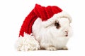 White fancy rabbit in a knitted cap over white