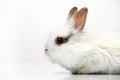 White fancy rabbit on white background