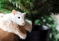 White fancy rat with cute black eyes in warm fluffy house shoe in front of Christmas tree background.