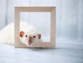 White fancy siamese rat laying down inside wooden photo frame. Royalty Free Stock Photo