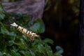 White fancy tiger dwarf shrimp stay on green leaf of algae in fresh water aquarium tank