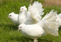 White fantail pigeons