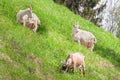 white farm goats graze green nature meadow grass Royalty Free Stock Photo