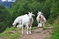 Farm Animals. Goats on the Rocks in the Hills.