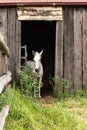 White farm horse standing in doorway of old wooden barn Royalty Free Stock Photo