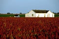 White farm house in red sorghum field