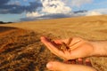 A white farmer`s hands showing some yellow soybeans and brown pods. Royalty Free Stock Photo