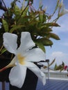 White Fascinatingly flowers