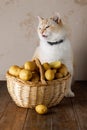 White fat beautiful cat frowns and meows. Potato basket, wooden table, beige background Royalty Free Stock Photo