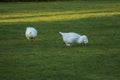 White fat goose eats grass on a meadow