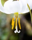 White Fawn Lily Wildflower Closeup of Pistil and Yellow Stamen Royalty Free Stock Photo