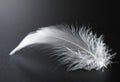 White feather Royalty Free Stock Photo