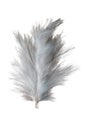 White feather