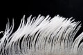 White feather Royalty Free Stock Photo