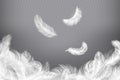White feather background. Closeup bird or angel feathers. Falling weightless plumes. Dream illustration