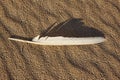 White feather on the beach sand. Nature background. Royalty Free Stock Photo