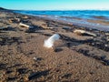 White feather on the beach sand on sea coast Royalty Free Stock Photo